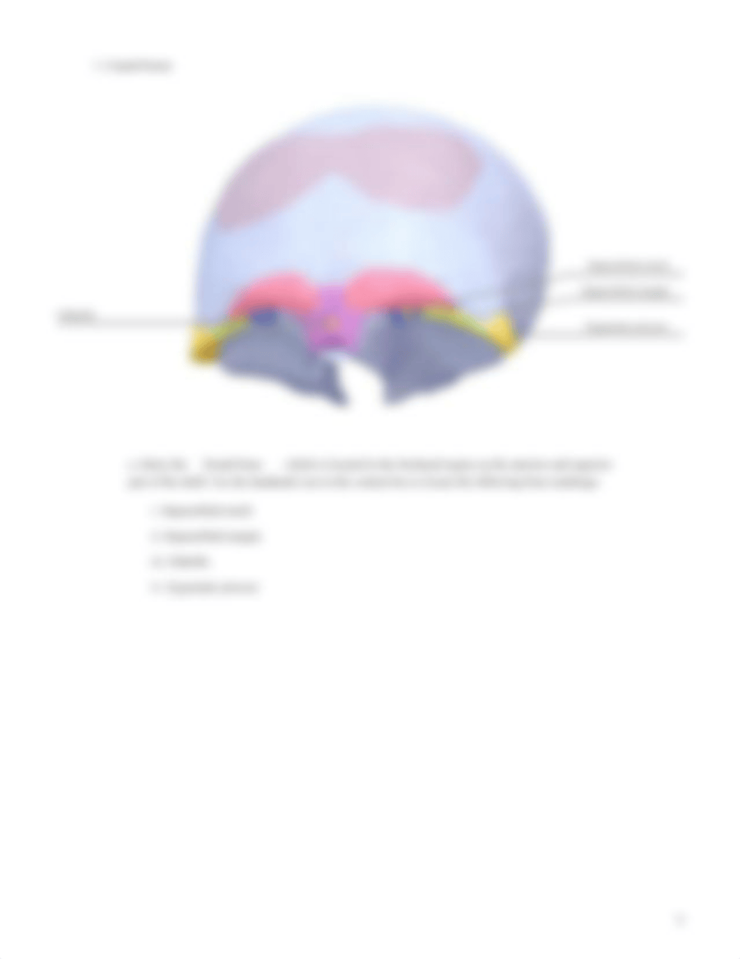 lab manual_axial_skeleton_atlas.pdf_dn9fru099wm_page4