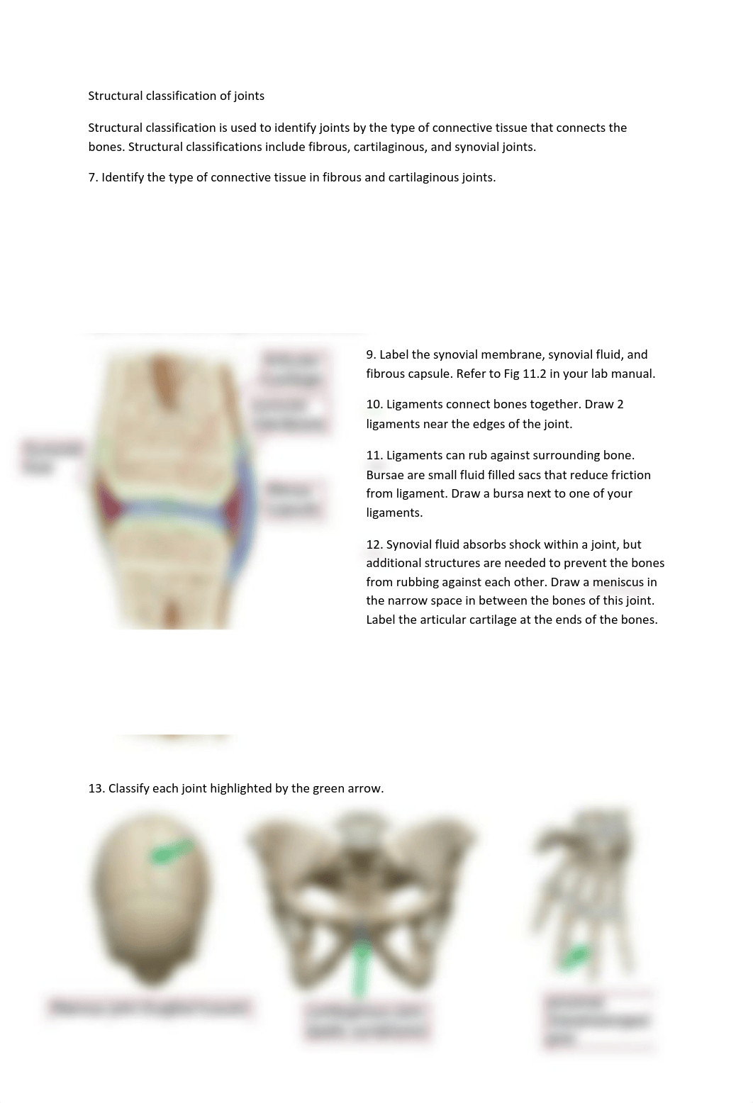 Muscles and Joints Lab Packet.pdf_dn9yz2otsxl_page2