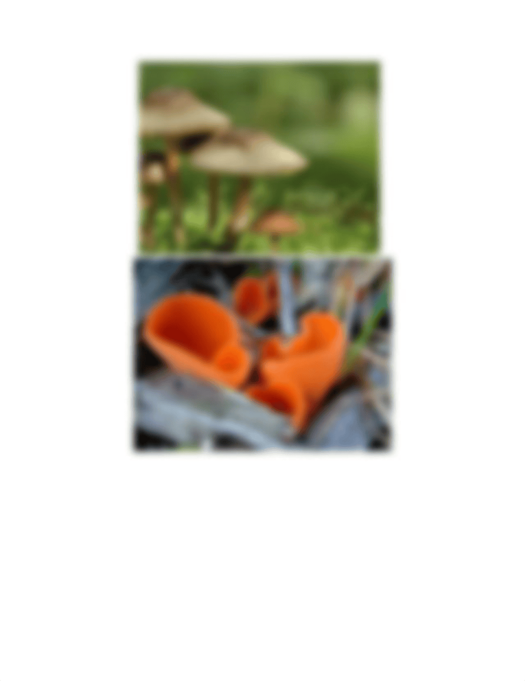 9 Fungi.docx_dnatgx2gml0_page2