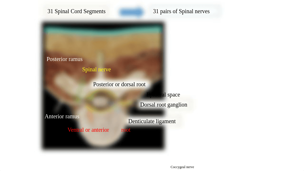 Spinal cord Practice Questions.pptx_dnb1y5778v9_page3