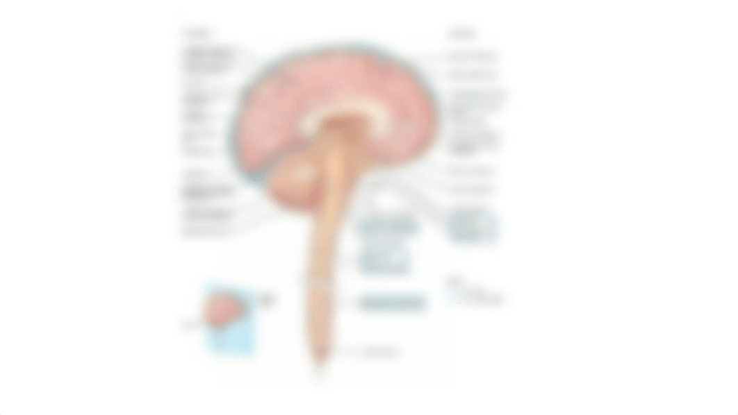 Spinal cord Practice Questions.pptx_dnb1y5778v9_page4