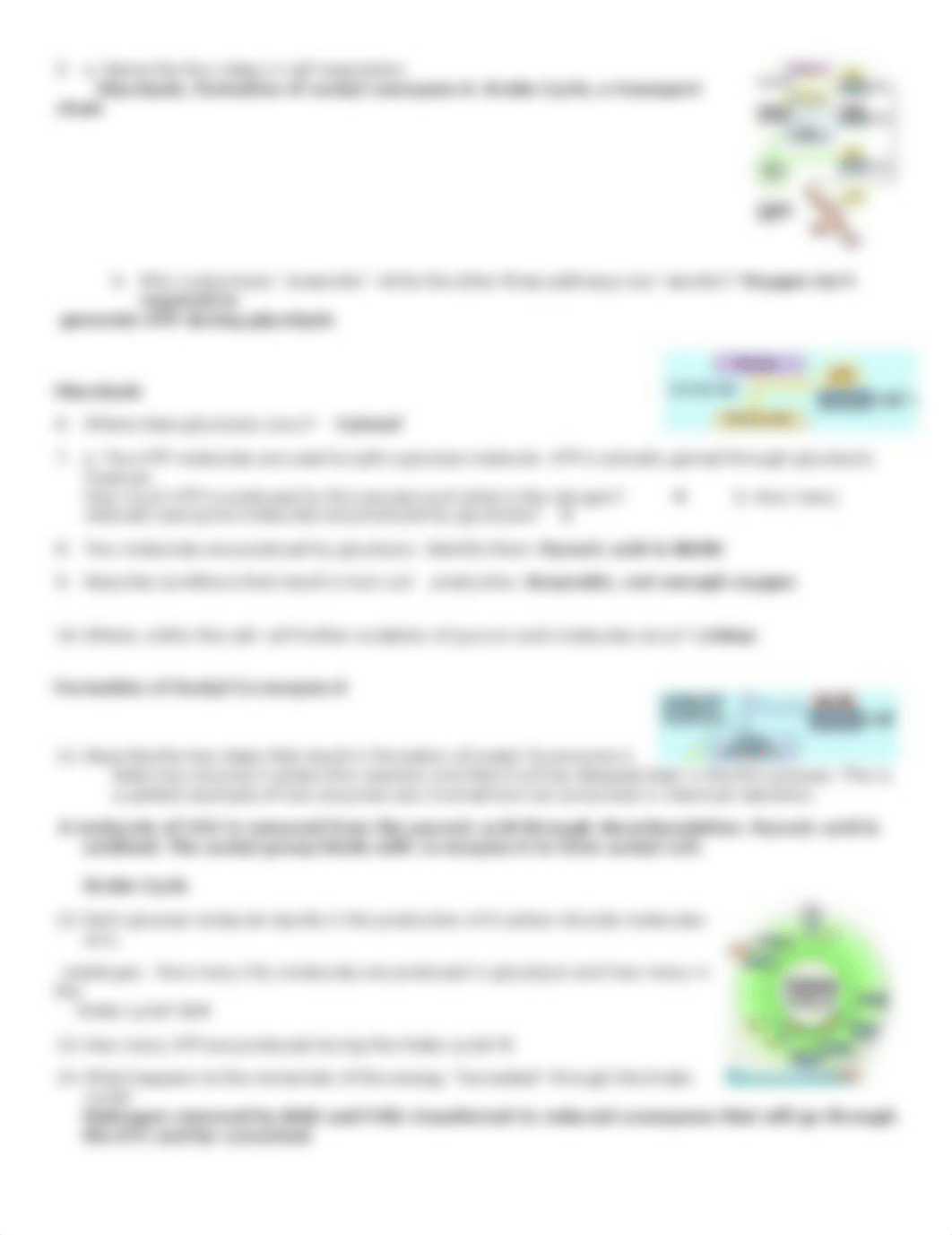 A&P 2 Chapt 25 Cell Respiration.pdf.docx_dnbfqe89kh3_page2