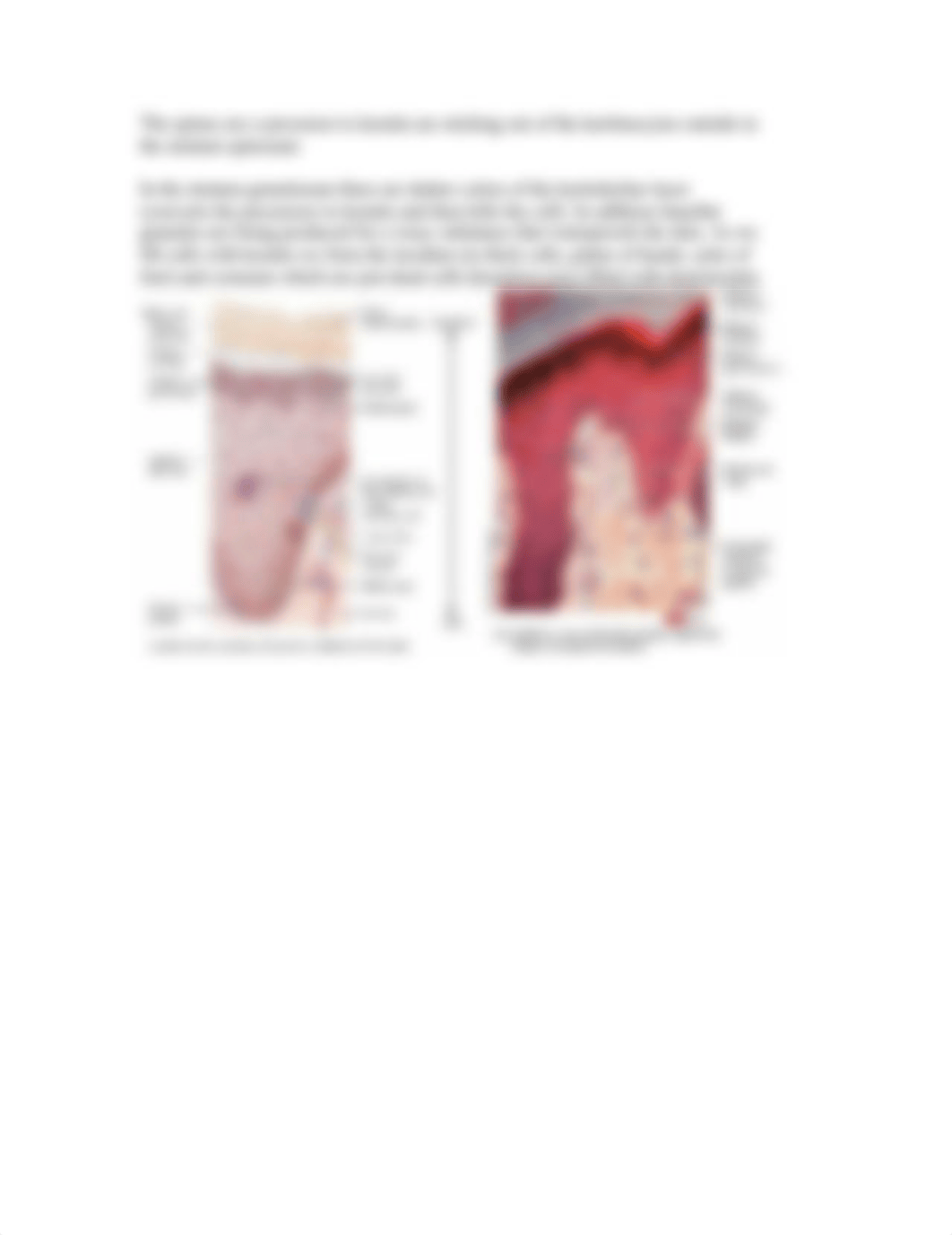 A&P BI107 Chapt 5 Notes_dnbmjz8j0vf_page4