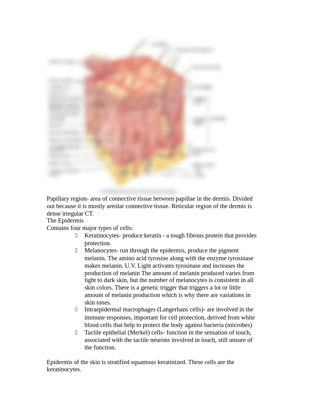 A&P BI107 Chapt 5 Notes_dnbmjz8j0vf_page2