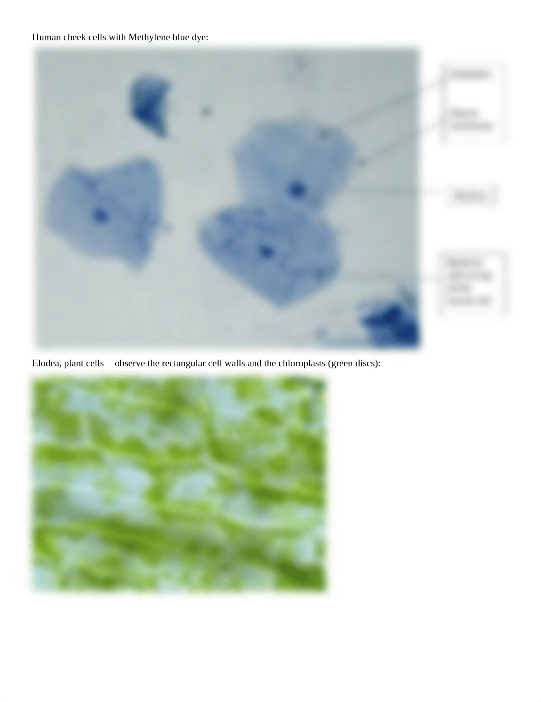 Lab 1.pdf_dnc08uuxrp2_page2