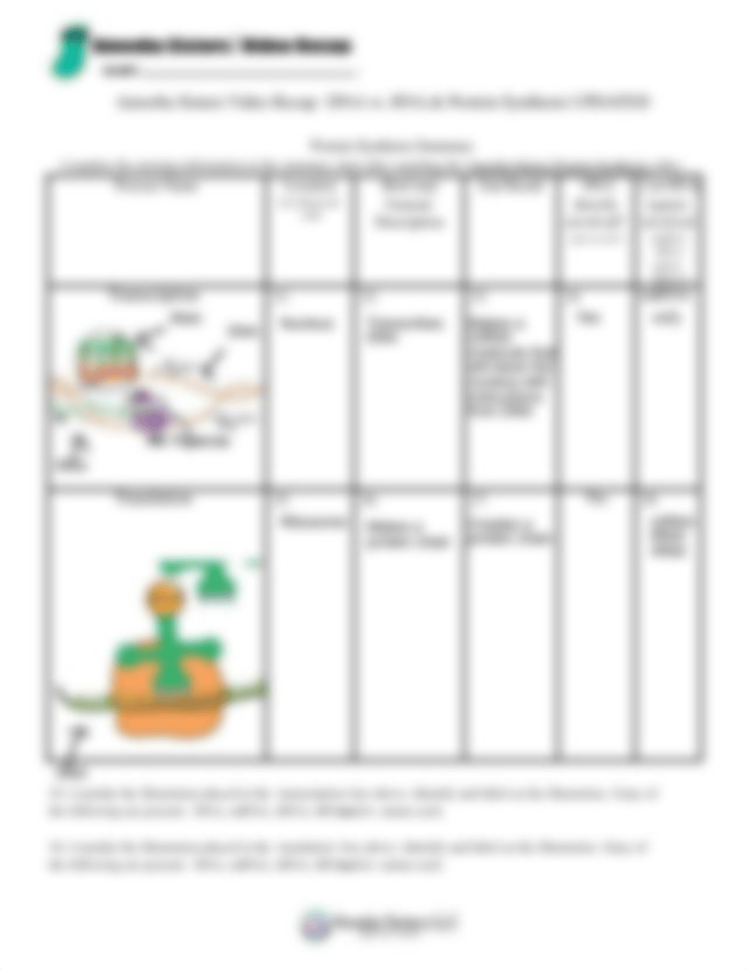 dna_vs_rna_and_protein_synthesis_updated_recap_by_amoeba_sisters.pdf_dnckiaqhuxq_page2