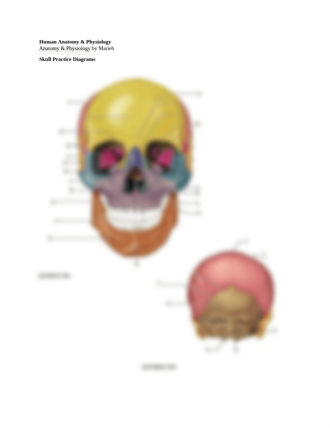 Lab_Skeletal System - Skull Practice.docx_dnd2gakpzpy_page1