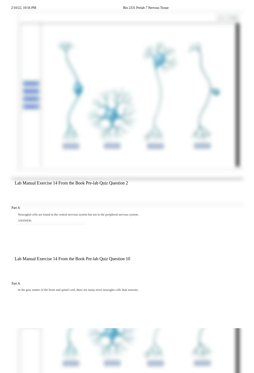 Bio 2331 Prelab 7 Nervous Tissue.pdf_dnd4fwtnt0t_page2