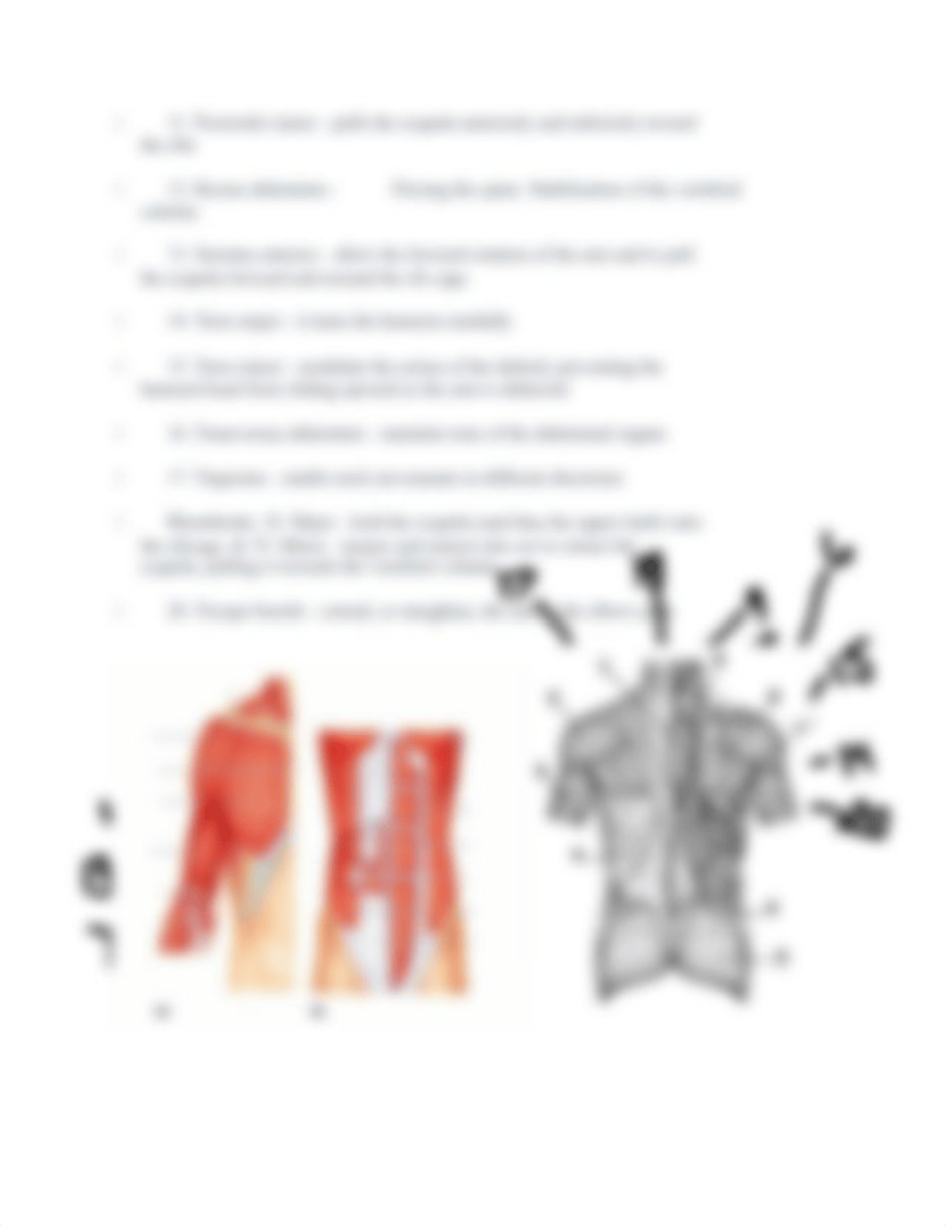 Pre-lab 5 Skelatal muscles 2019.docx_dnd847ptyo8_page3