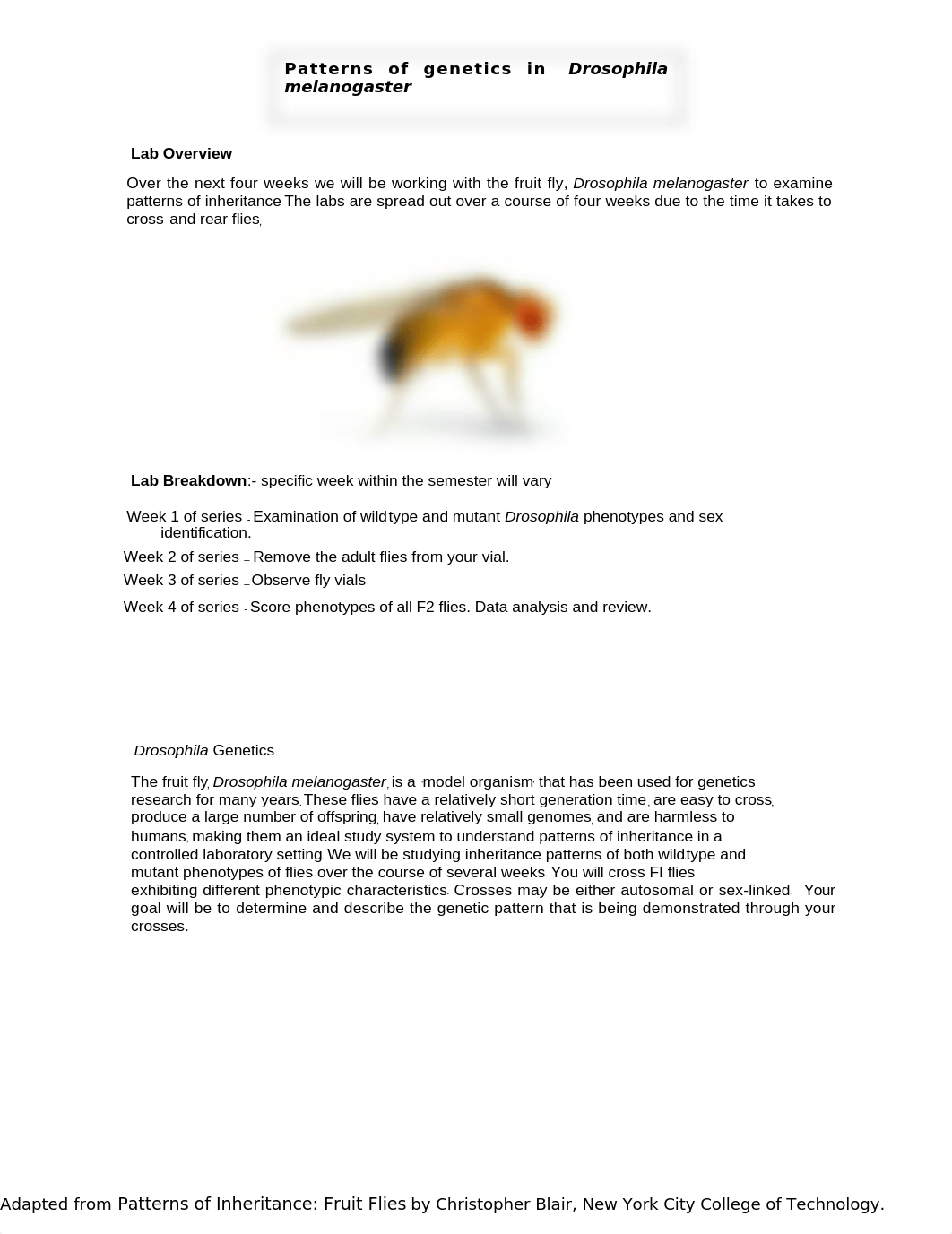 Drosophila Lab (2).docx_dndjsjj7ru5_page1