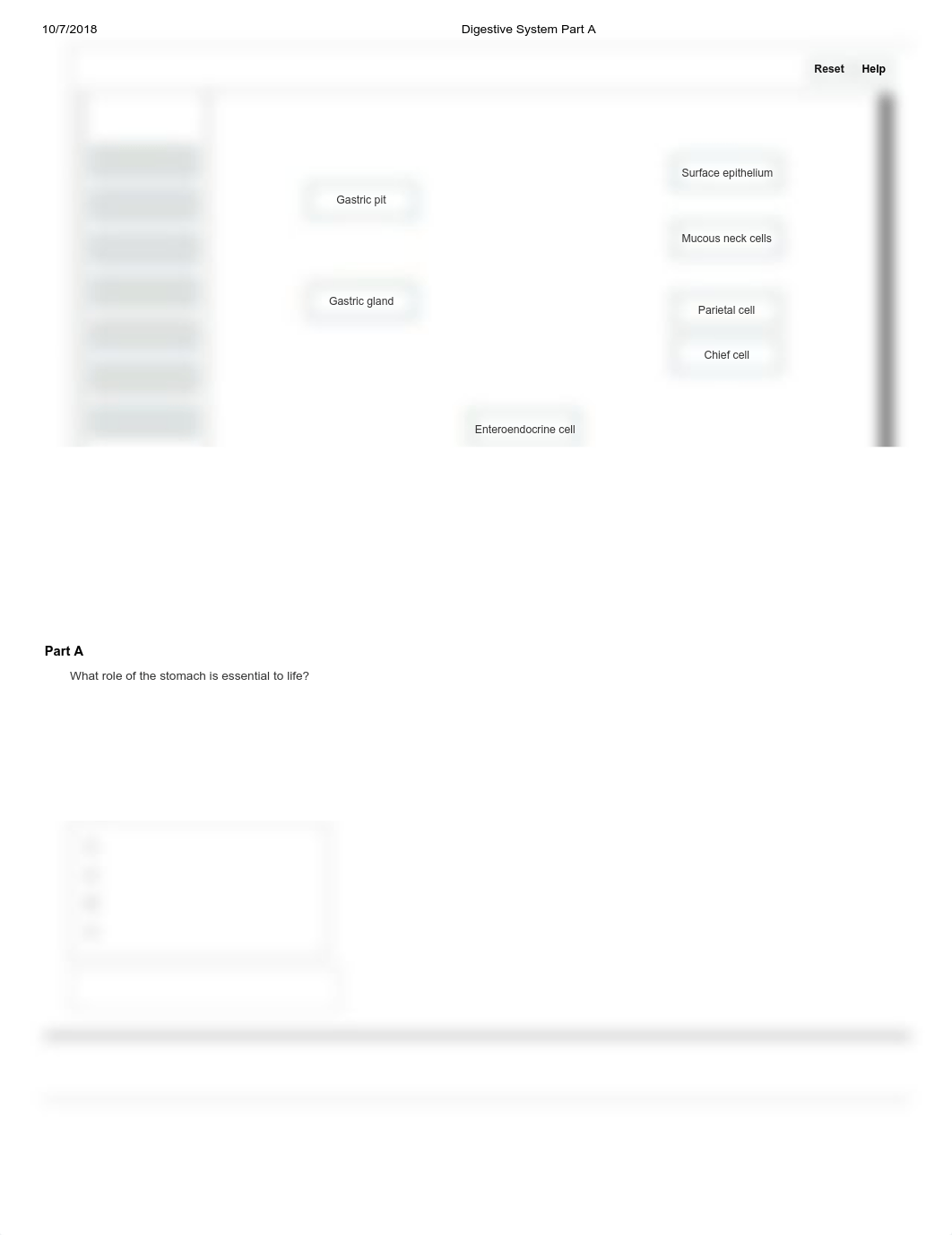 Digestive System Part A.pdf_dne2bagujea_page3