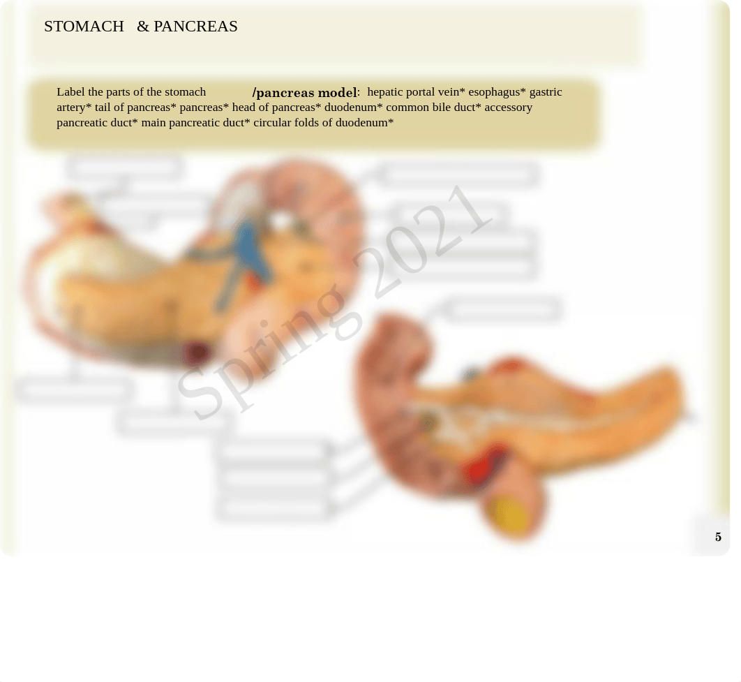 Anatomy Ch 23 Lab.pdf_dnf18l3r0qs_page5