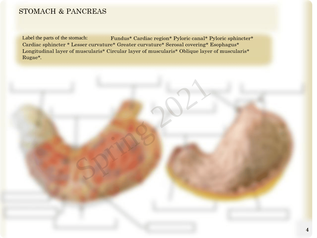 Anatomy Ch 23 Lab.pdf_dnf18l3r0qs_page4