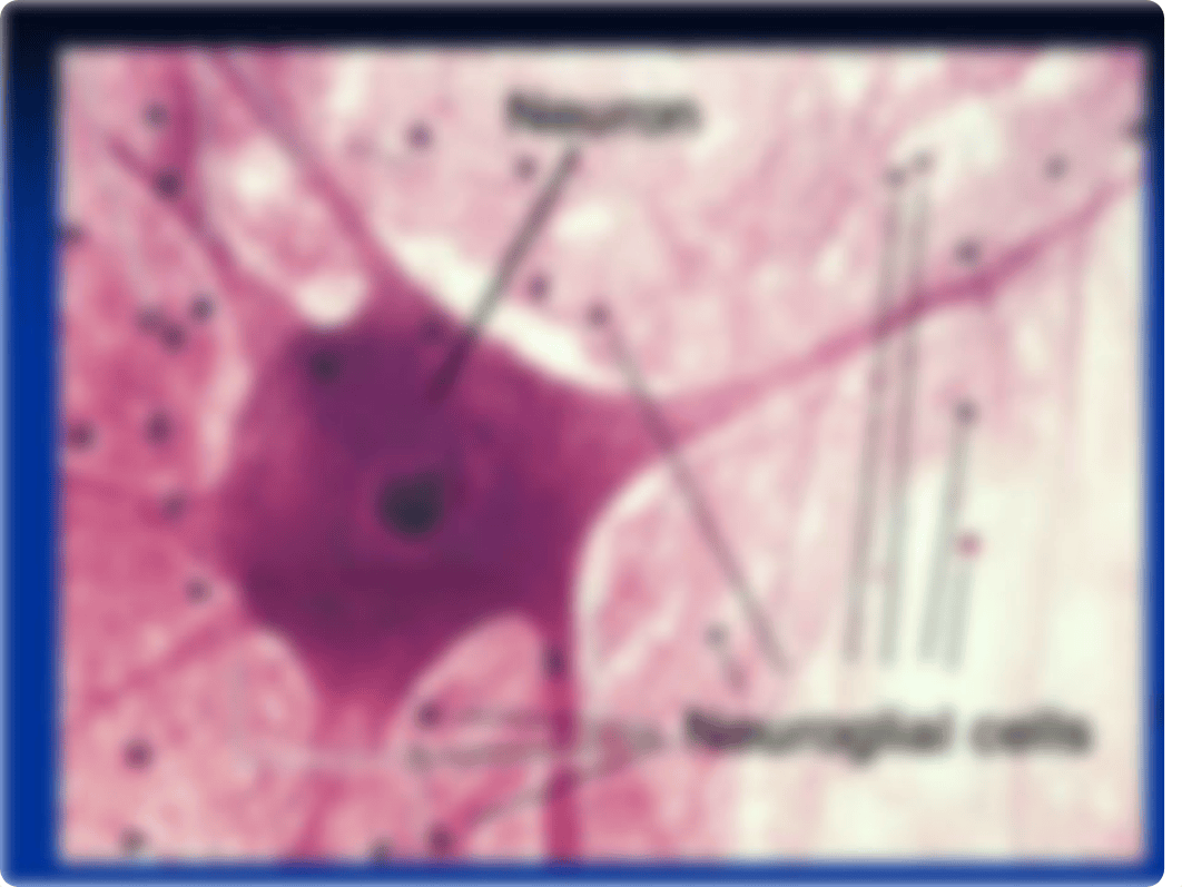 Nervous Tissue Practical - Lab_dnf81kwq72y_page2