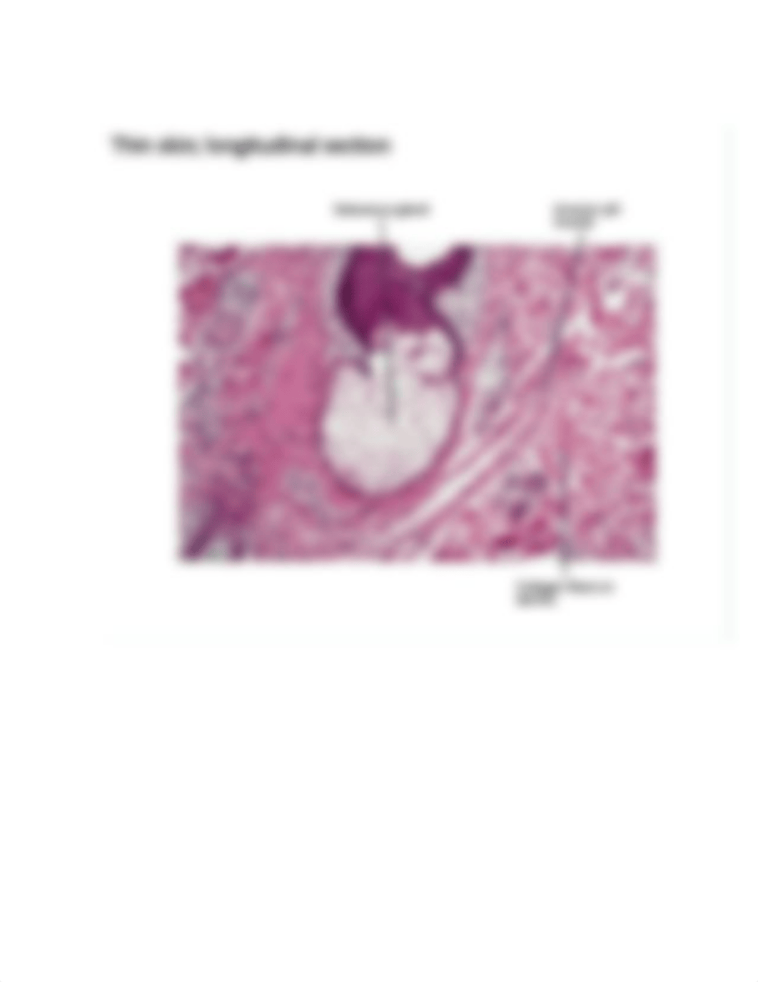 Epithelial Tissue.docx_dnfwi8wtzb3_page1