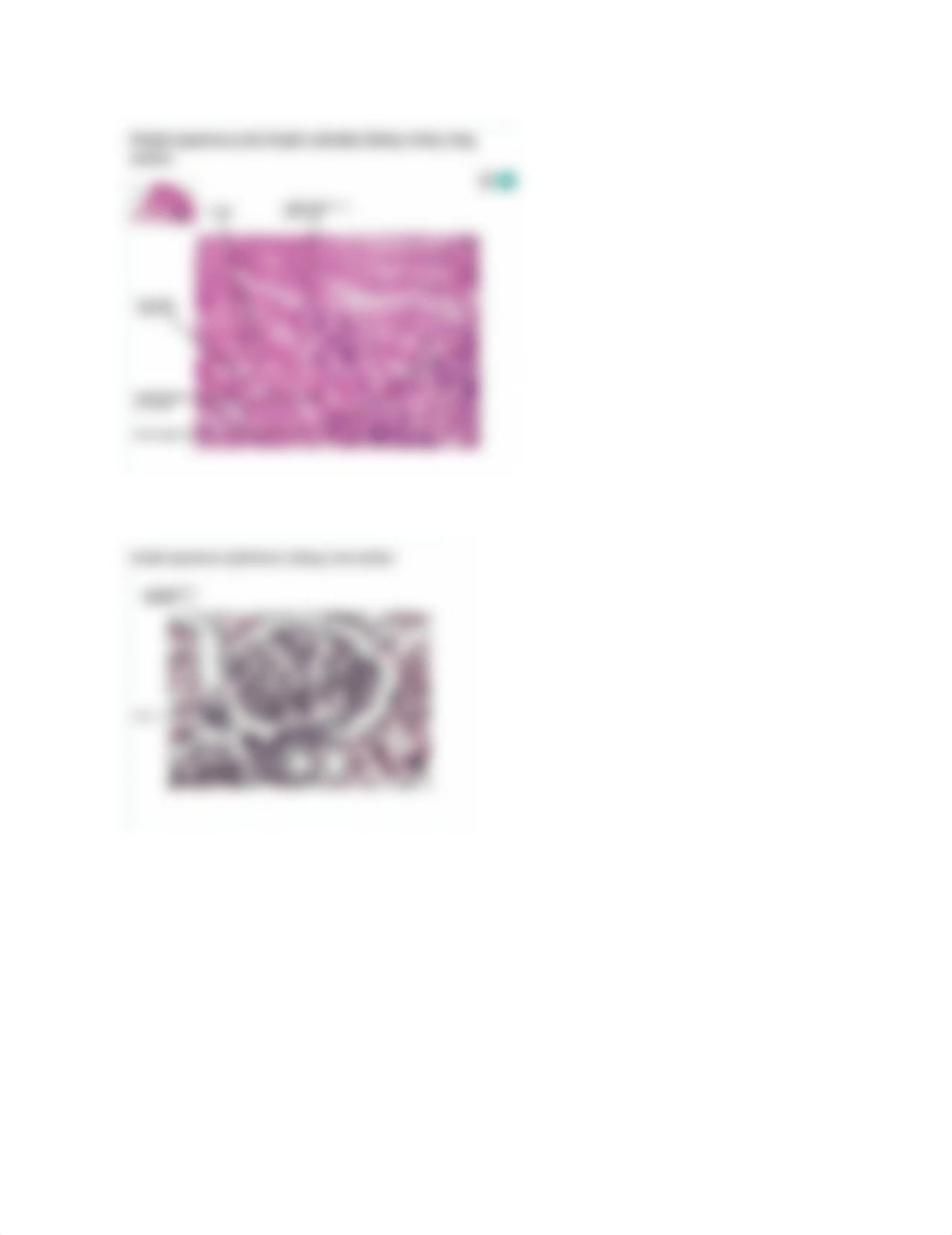 Epithelial Tissue.docx_dnfwi8wtzb3_page3