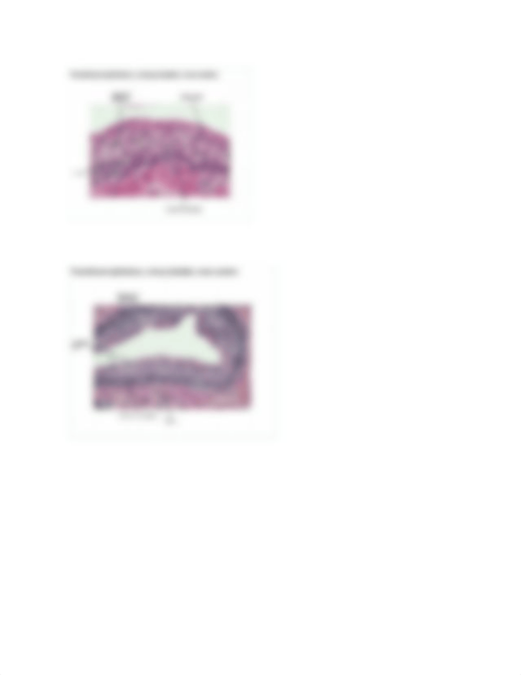 Epithelial Tissue.docx_dnfwi8wtzb3_page4