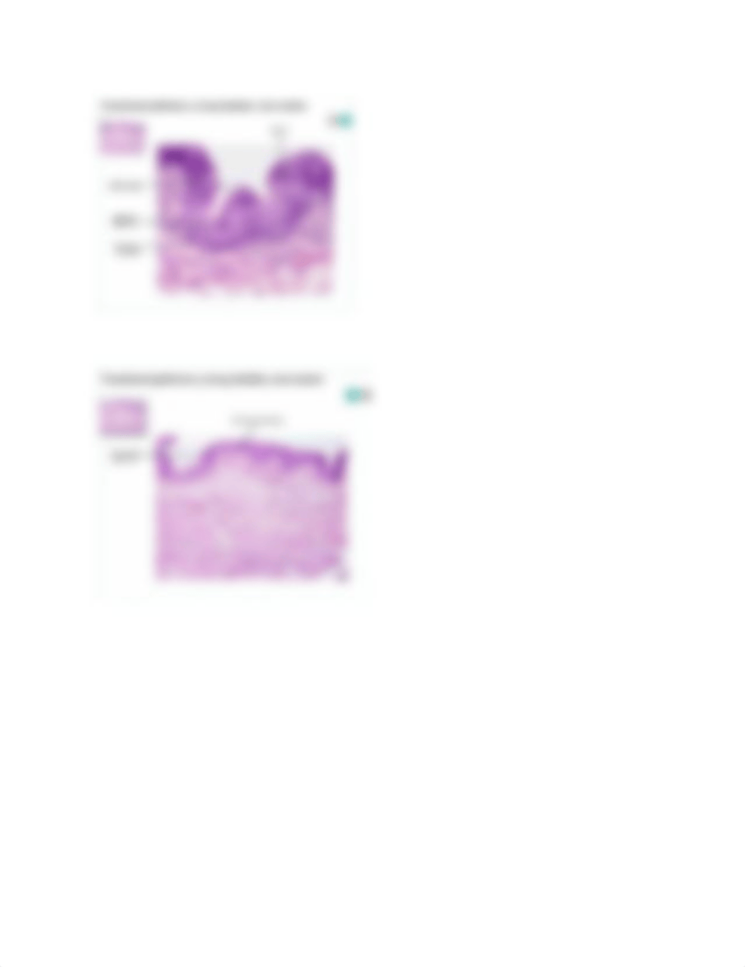 Epithelial Tissue.docx_dnfwi8wtzb3_page5