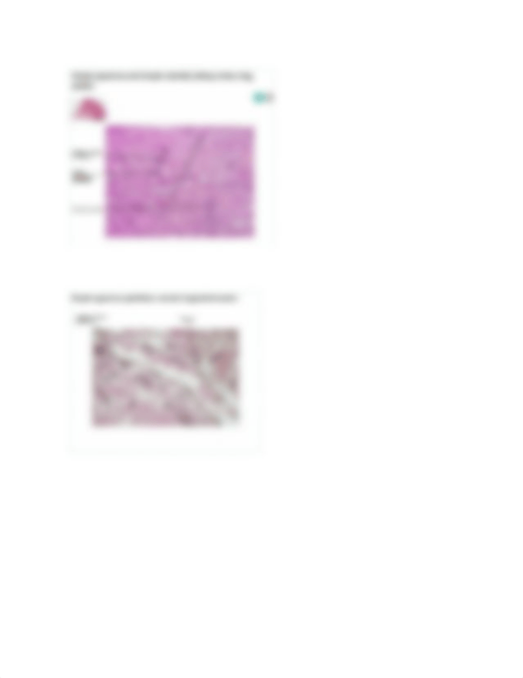 Epithelial Tissue.docx_dnfwi8wtzb3_page2