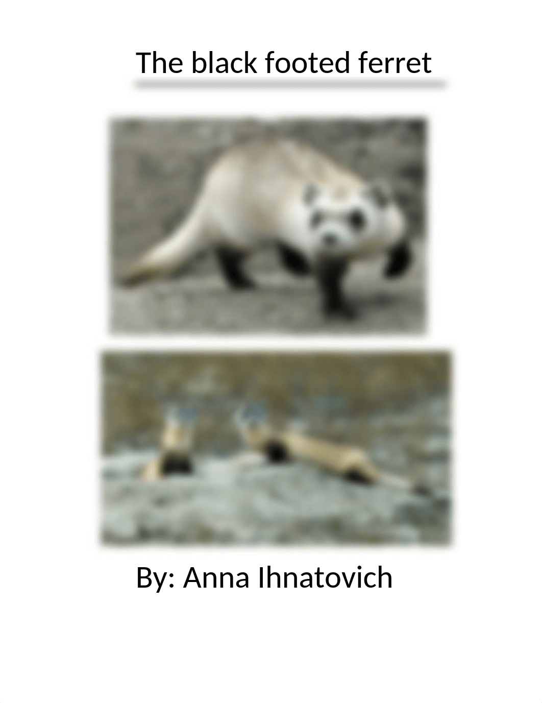 The Black-Footed Ferret Essay.docx_dngdzihkzo4_page1