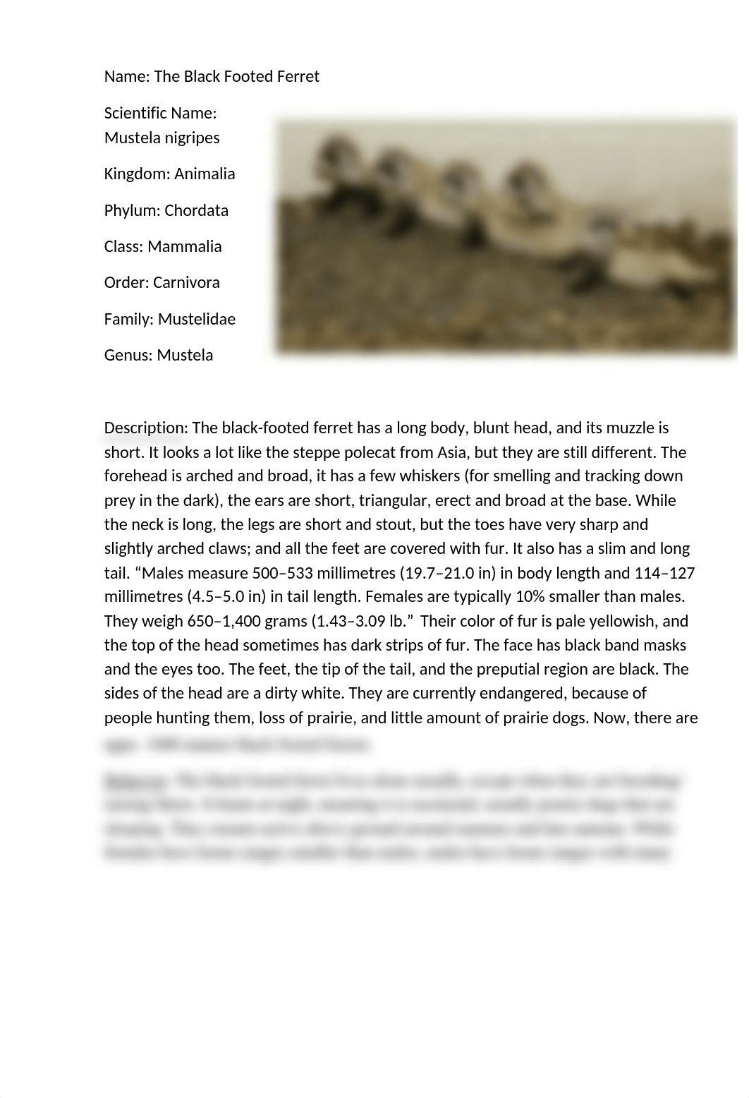 The Black-Footed Ferret Essay.docx_dngdzihkzo4_page2