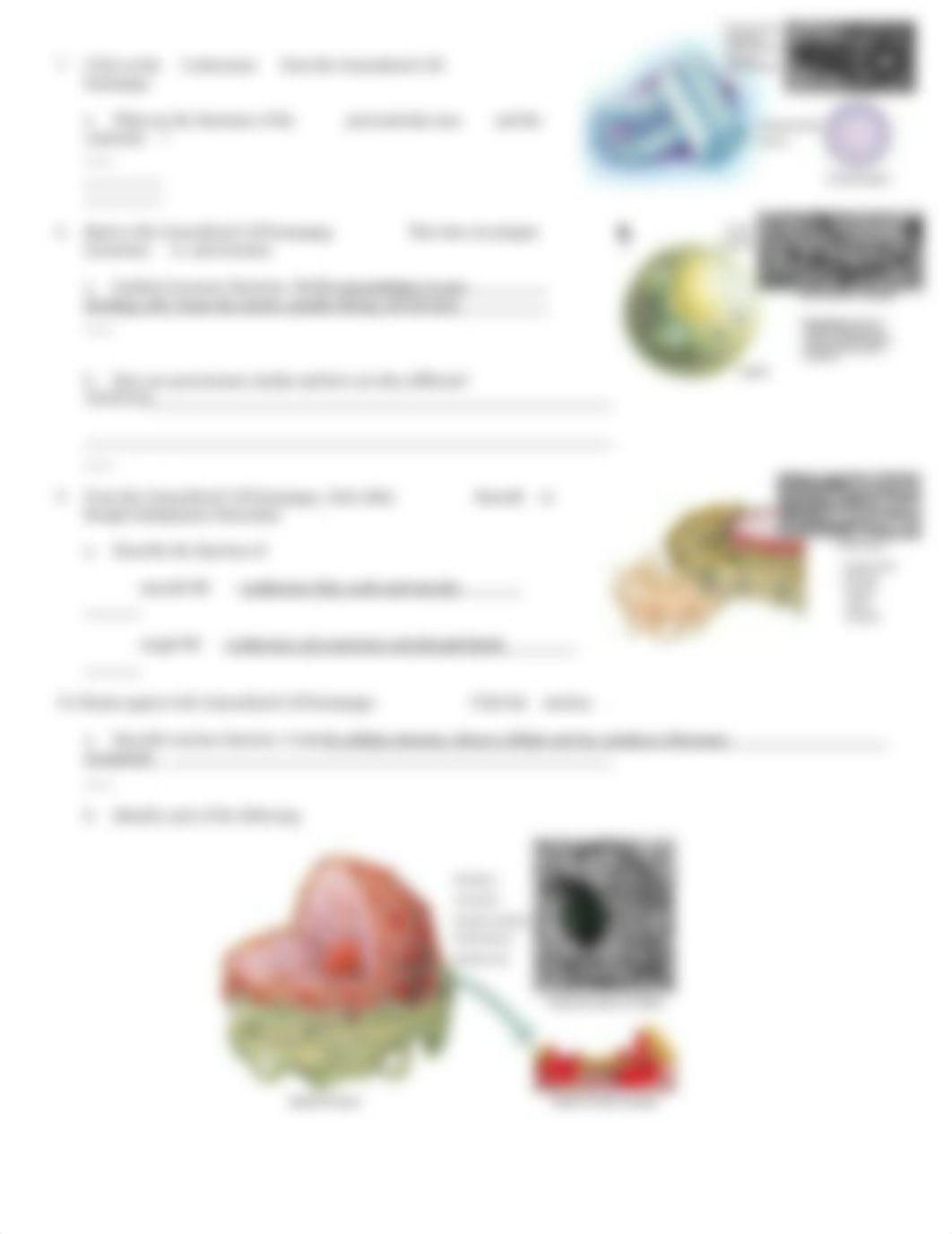 ch3 cell structure and function.doc_dngrmlxapfu_page4