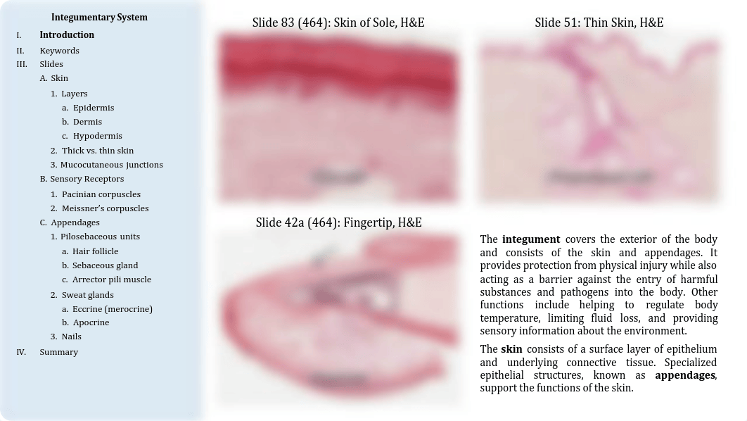 08 - Integumentary System.pdf_dnhekpkdnmv_page2