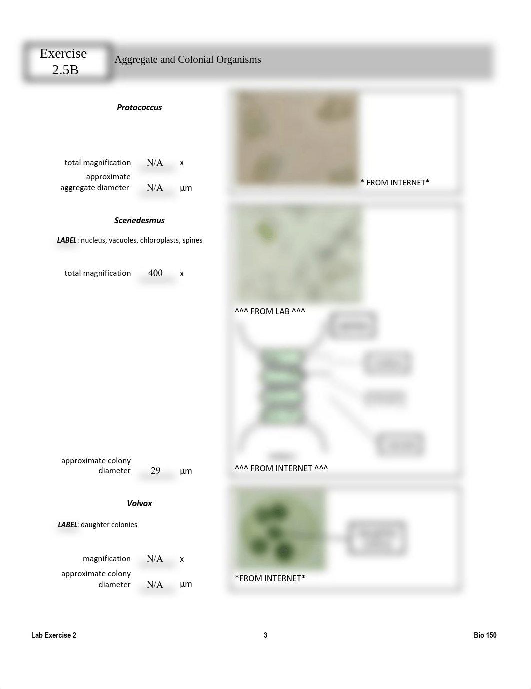 BIO 150 _ Lab #2.docx (1).pdf_dnhjloyal0r_page3