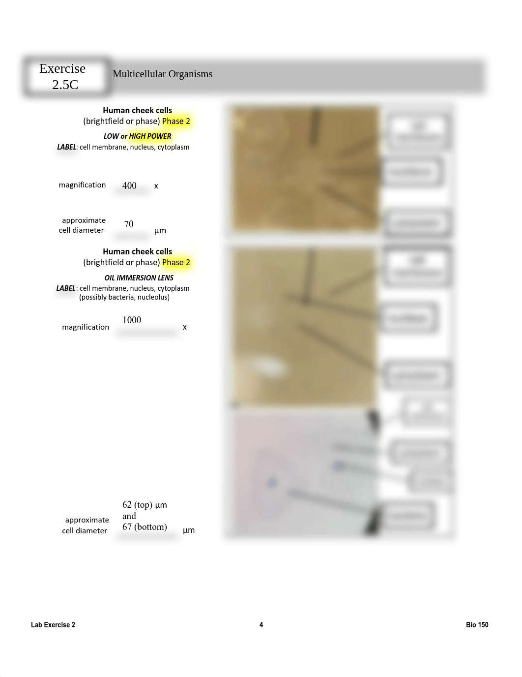 BIO 150 _ Lab #2.docx (1).pdf_dnhjloyal0r_page4