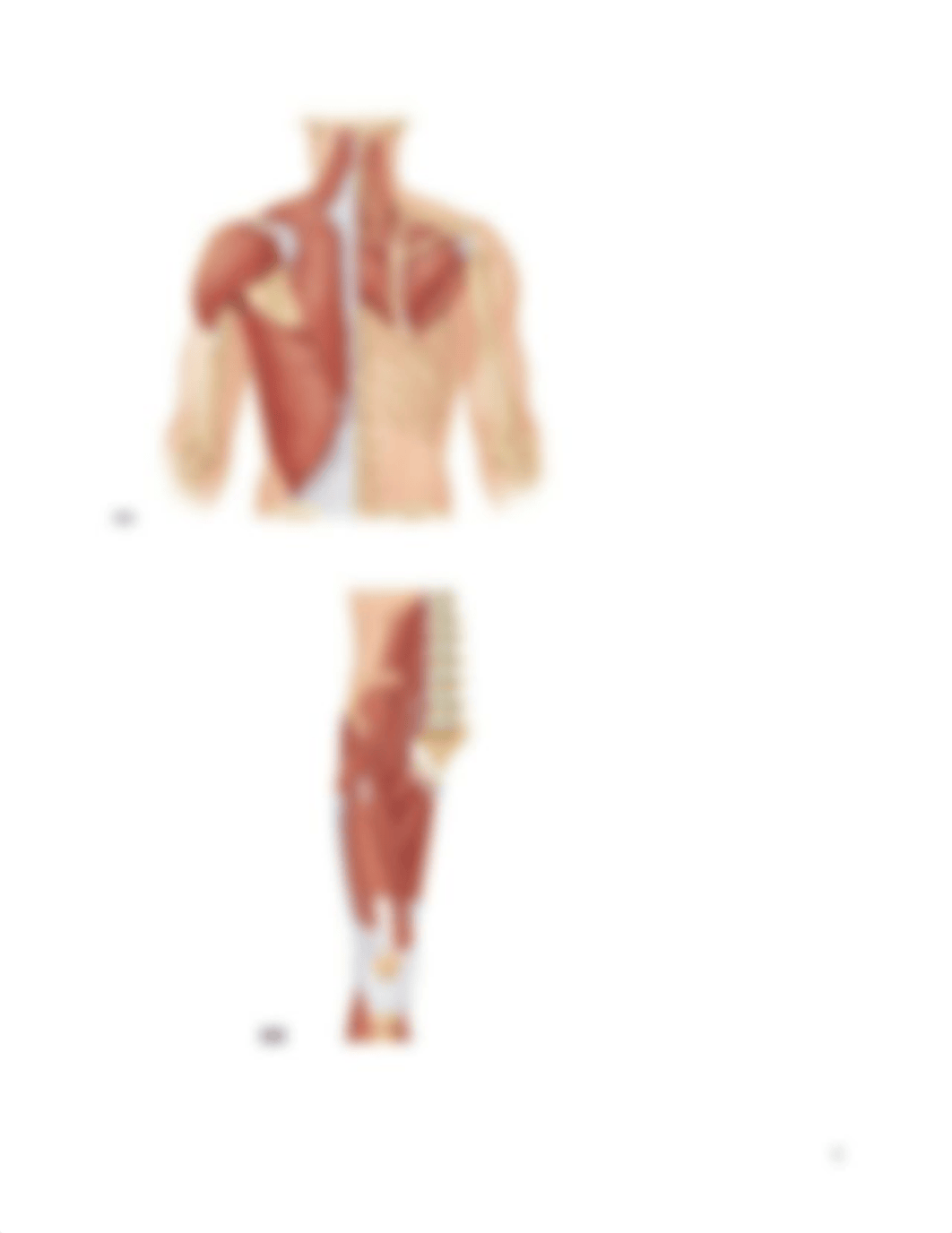 Bio 226 Label these muscles Chapter 10.doc_dnho3epq921_page4