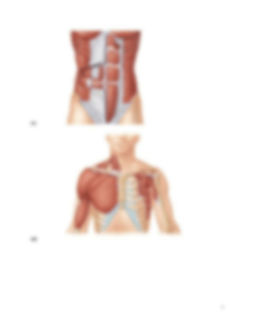 Bio 226 Label these muscles Chapter 10.doc_dnho3epq921_page2