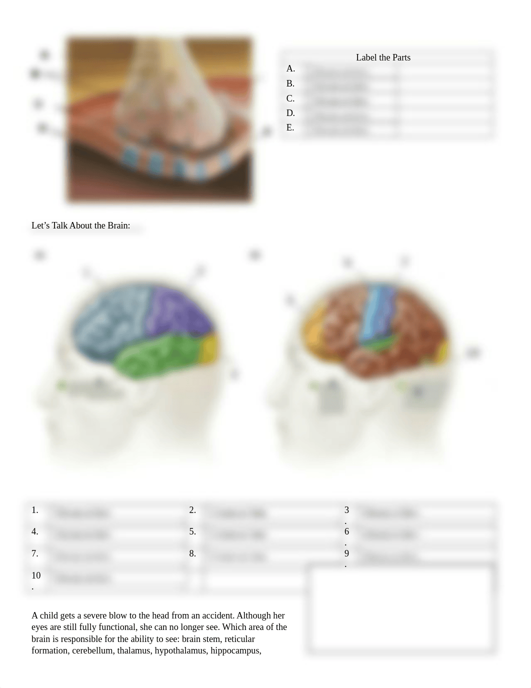 Brain and Behavior - Student Document III (1) DONE.docx_dnhxm9uvovu_page2