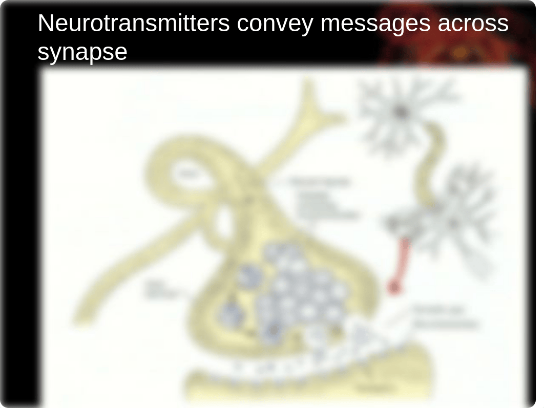 PY317 - 3 - How Drugs Work- Pharmacology - Psychopharmacology-3_dni42zb0lwx_page3