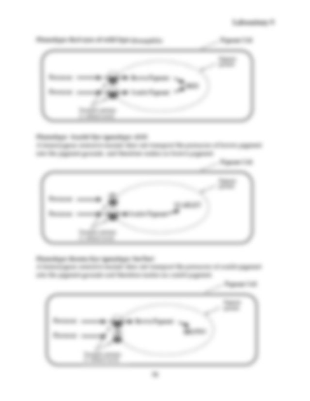 BIOS 1705 Drosophila genetics.pdf_dnk23fiq0no_page3