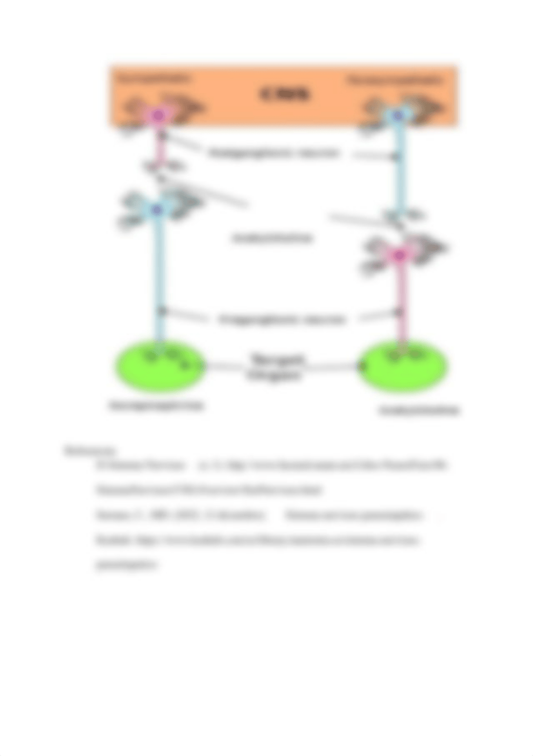 Sistema Nervioso Central y Sistema Nervioso Periférico.docx_dnkhgt6fe64_page2