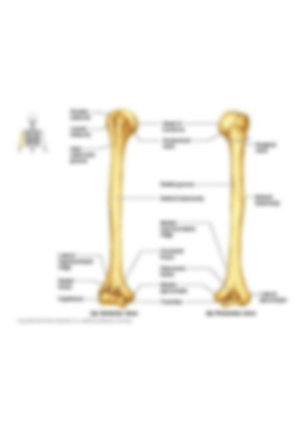 humerus-anatomy-diagram-new-13-best-arm-bones-images-on-pinterest-of-humerus-anatomy-diagram.jpg_dnknd2a1olj_page1