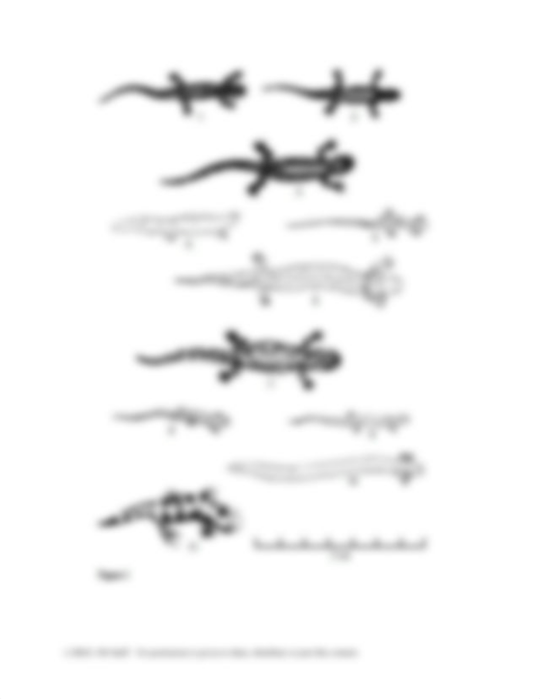 salamander_assignment.docx_dnkvh9o6ng9_page2