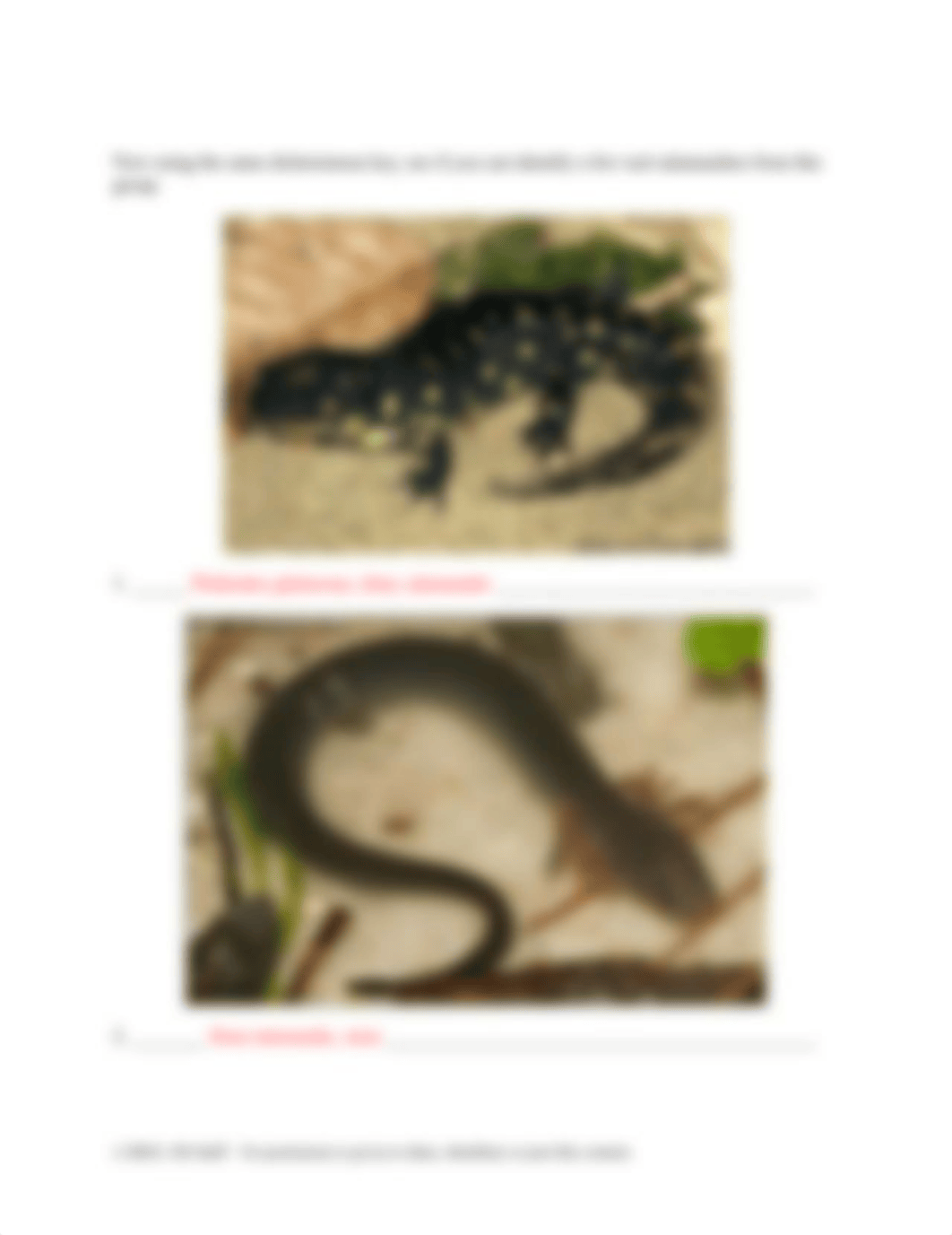 salamander_assignment.docx_dnkvh9o6ng9_page3