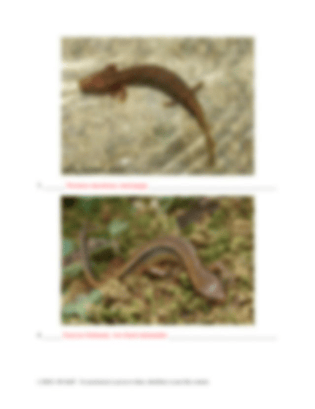 salamander_assignment.docx_dnkvh9o6ng9_page4