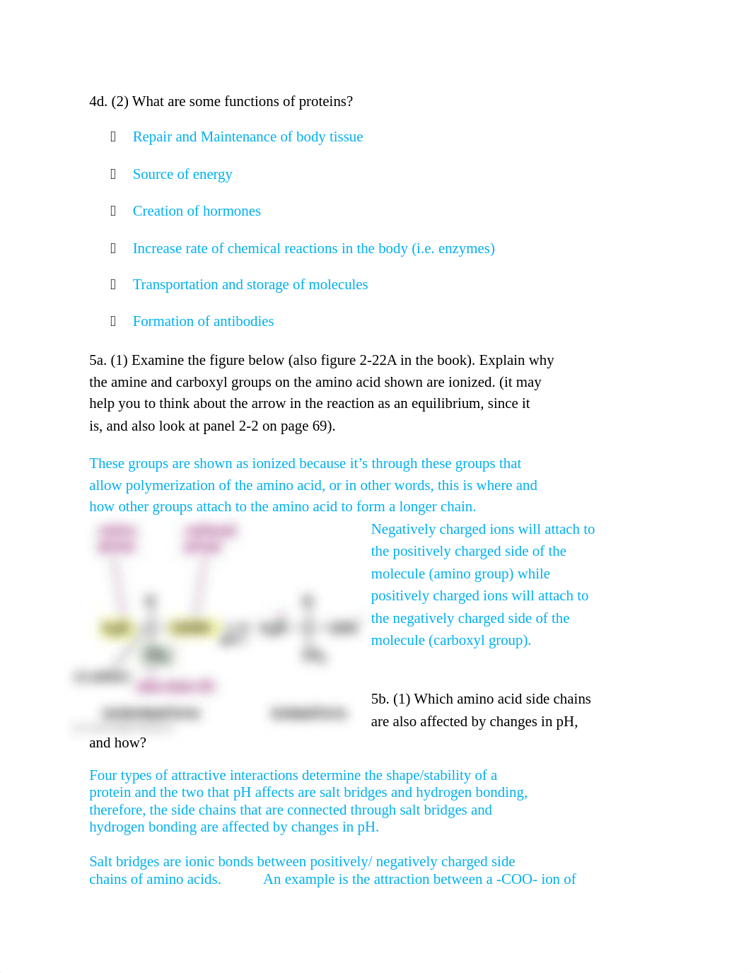 Bio Biomolecules 2.docx_dnkwsx1shvj_page4