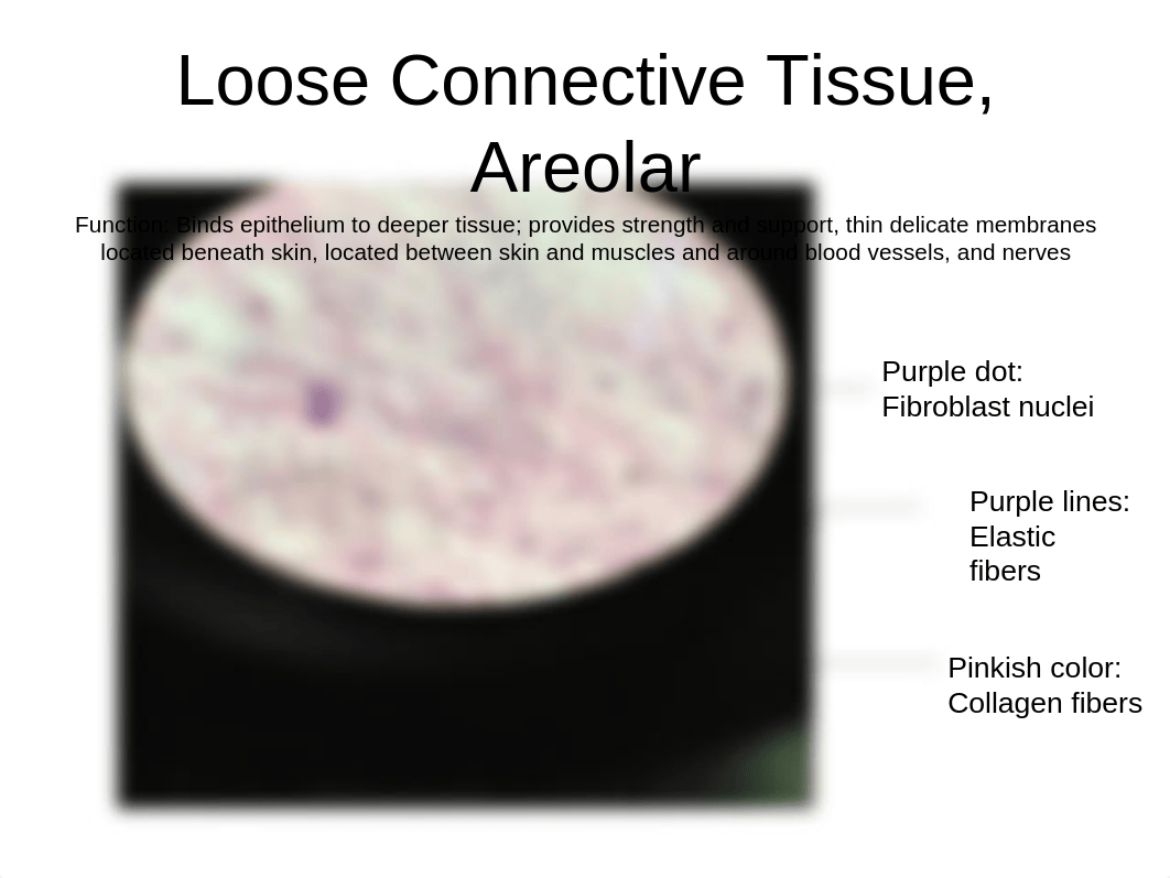 tissues lab 1_dnl9askiecb_page3