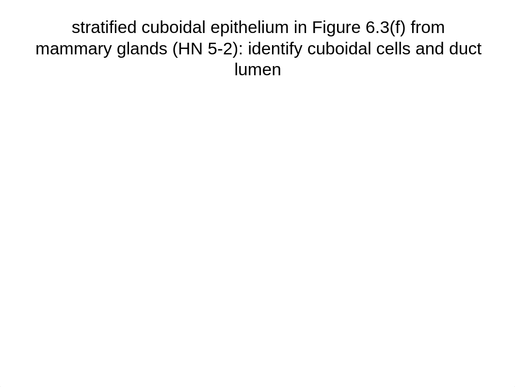 tissues lab 1_dnl9askiecb_page2