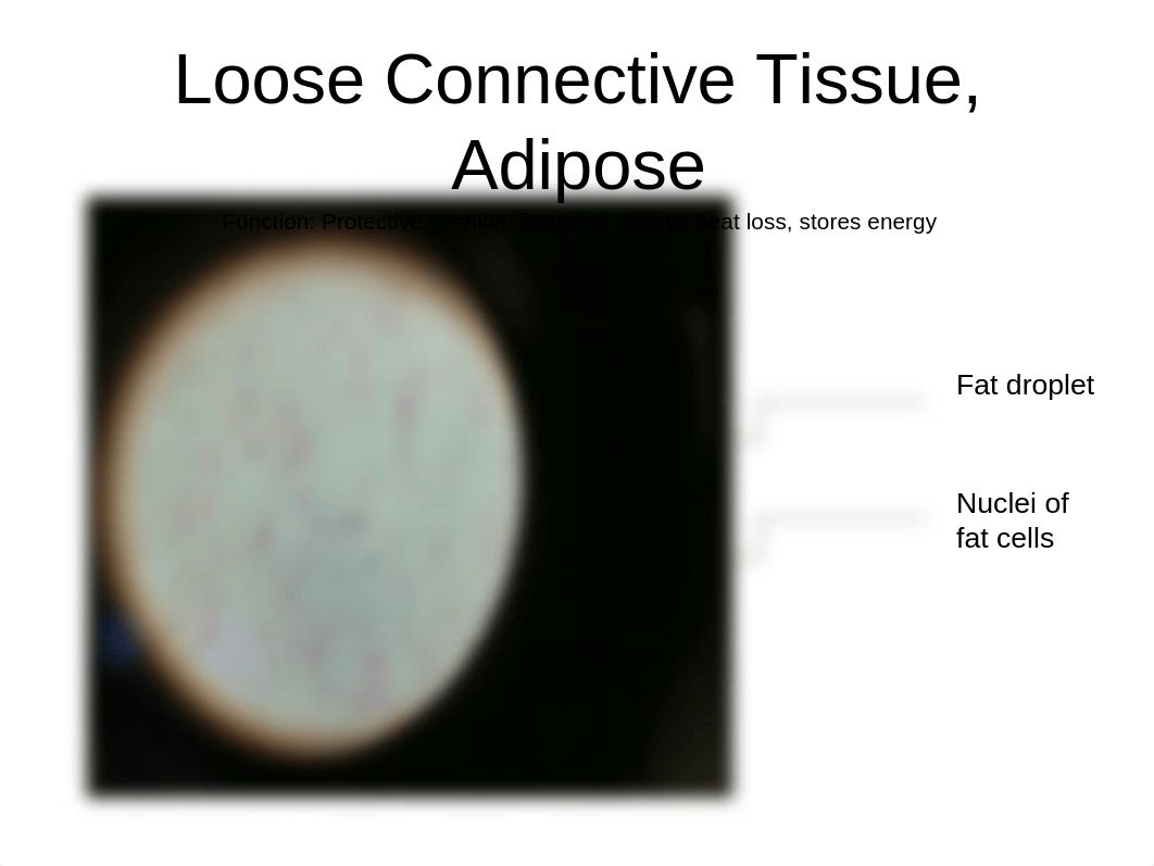 tissues lab 1_dnl9askiecb_page4