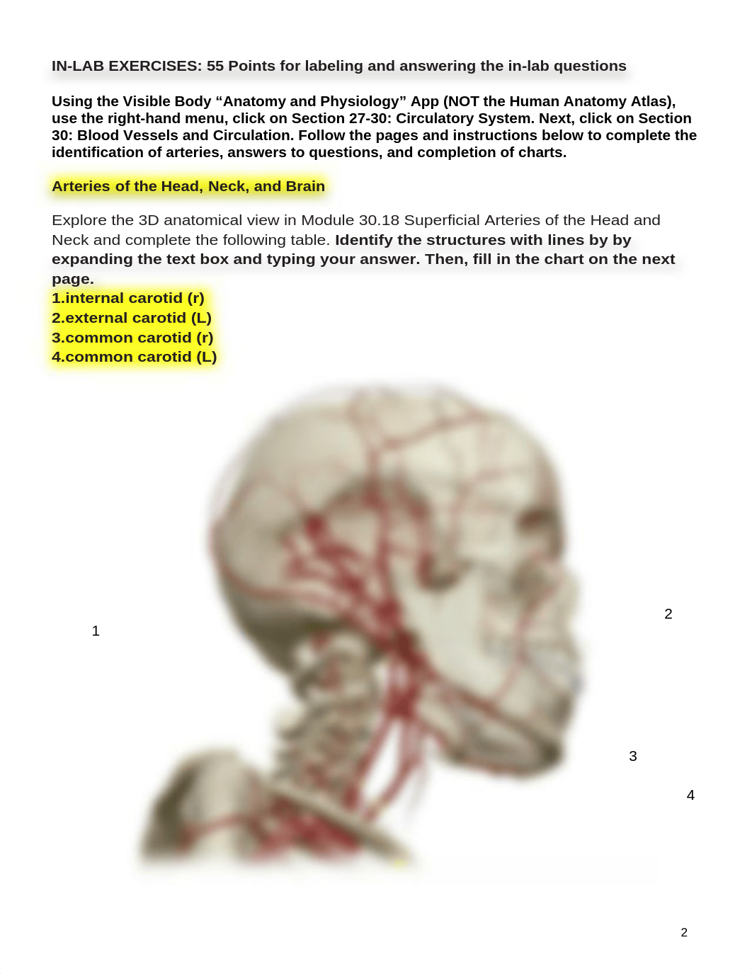 BIO 211 Lab 3 Online Lab Activity Compete.docx_dnlc6hdb26f_page2