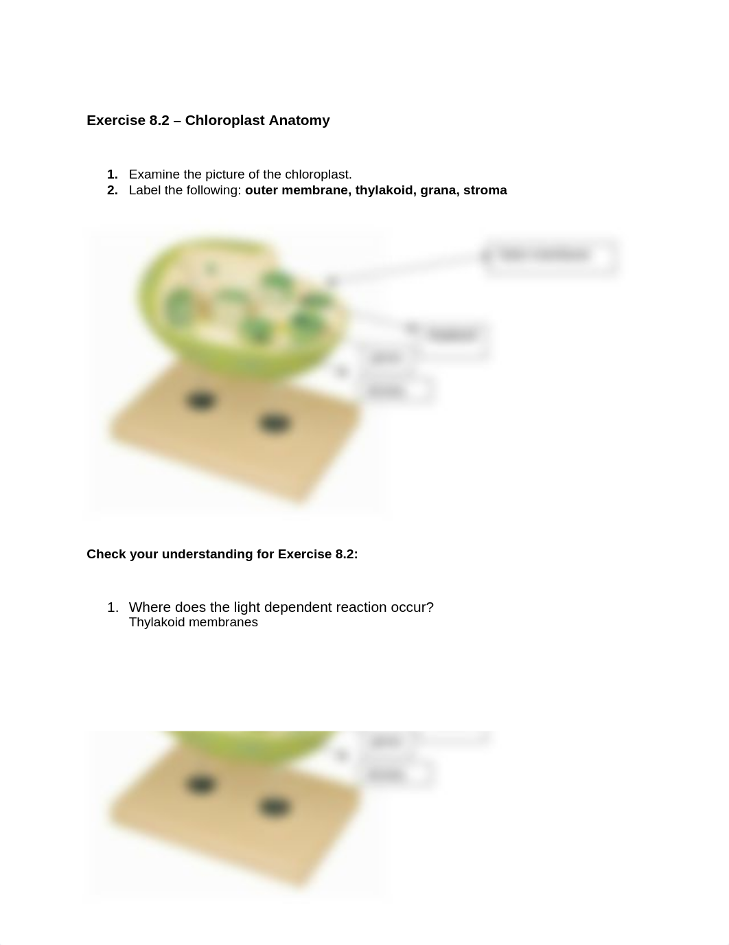 Lab Topic 8 - Photosynthesis.docx_dnlg3q16gq1_page2