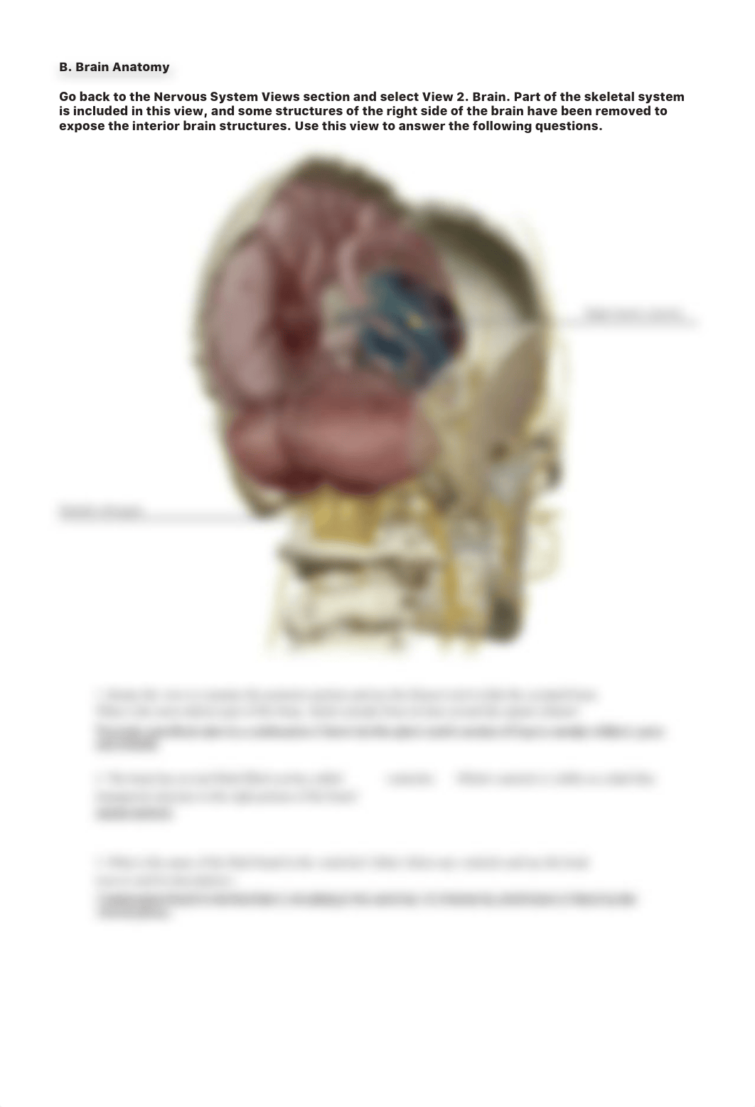 lab_manual_brain_atlas.pdf_dnlsia1r76t_page4