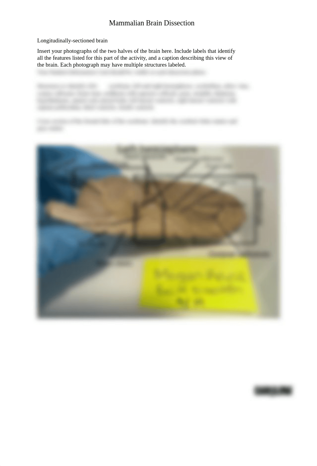 BIO201 Mammalian Brain Dissection_Answer sheet.pdf_dnm2bfebr5g_page4