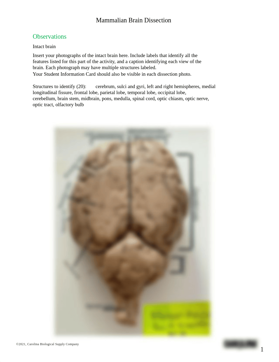 BIO201 Mammalian Brain Dissection_Answer sheet.pdf_dnm2bfebr5g_page1