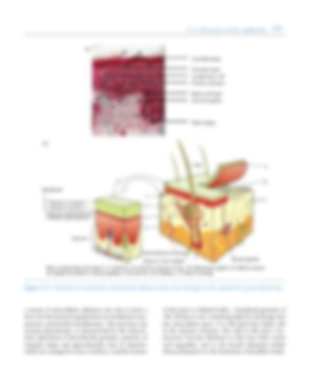 Chapter-17---Tissue-engineering-for-skin-transplantat_2008_Tissue-Engineerin.pdf_dnmu7r3t7ty_page3