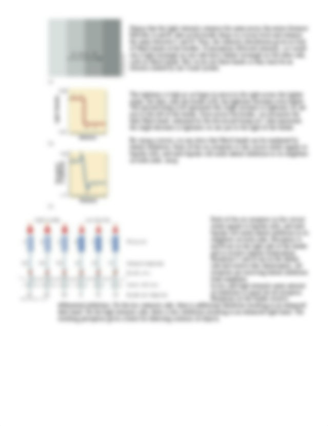 Human Perception- Study Questions - Chapter 3 Neural Processing and Perception_dnncvvw9qpp_page2